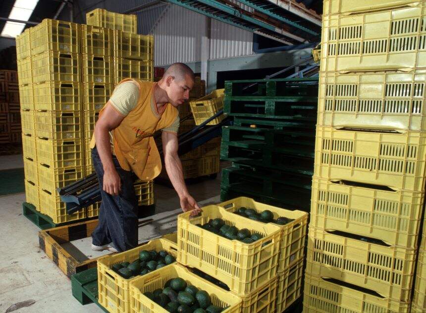 man packs crates in mexico with avocados